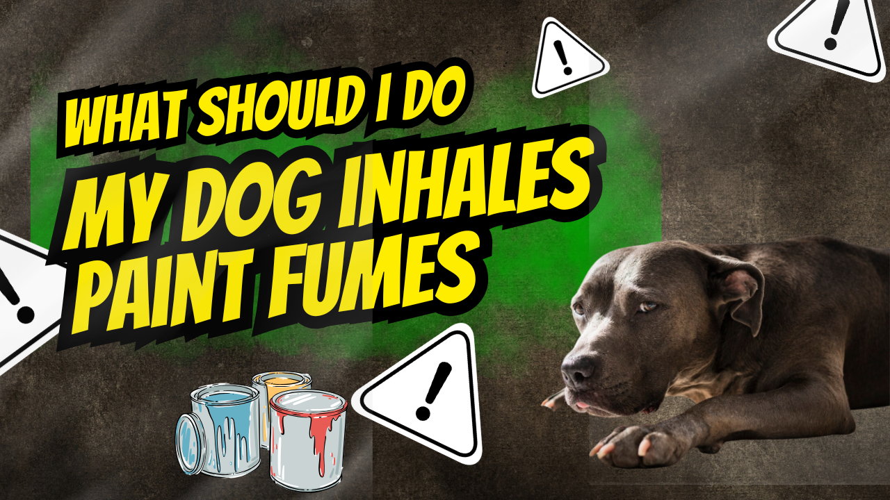 What Should I Do If My Dog Inhales Paint Fumes or Gets Paint on Them